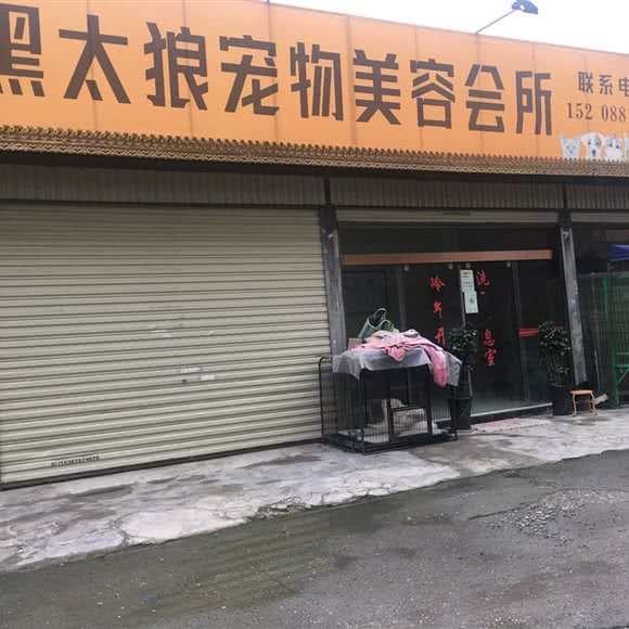 黑太狼宠物:德宏傣族景颇族自治州瑞丽市