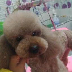 贵一族宠物美容吧:德宏傣族景颇族自治州芒市