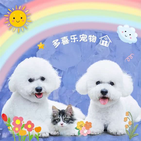 多喜乐宠物店:北京城区东城区左安门附近