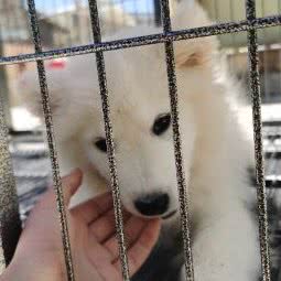 洪兴动物康复门诊:迪庆藏族自治州香格里拉市