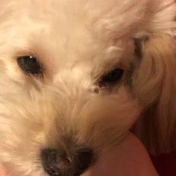 花园宠物:西安市碑林区