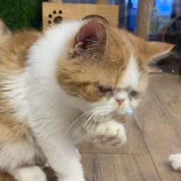 乐萌宠物:西安市莲湖区