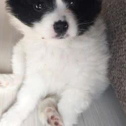 初心时光宠物管理:西安市未央区