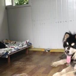 桃源里园林式宠物寄养:西安市未央区