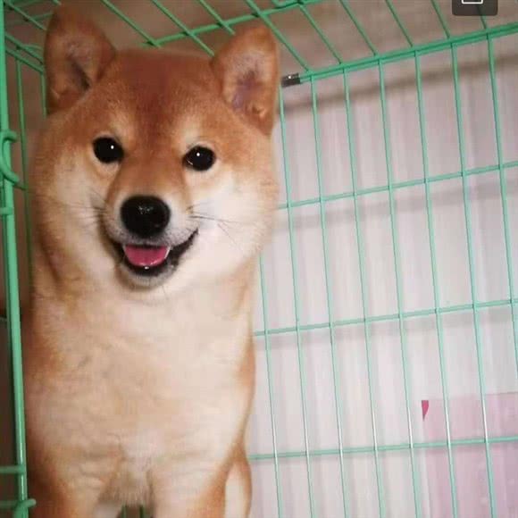 雪儿宠物大型名犬名猫买狗买猫宠物基地:西安市未央区