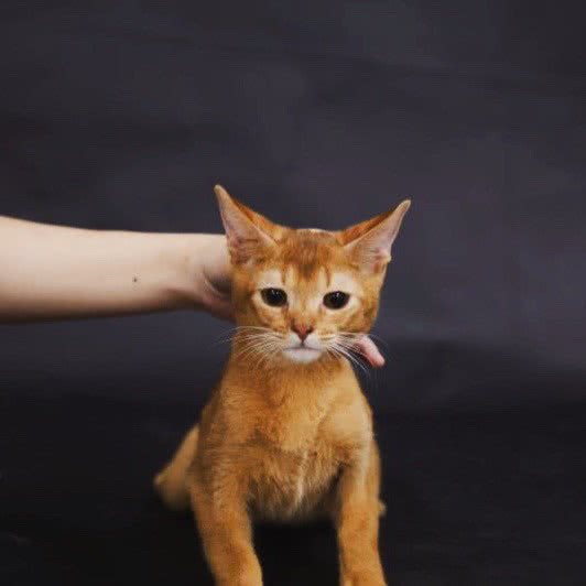 独角兽CAAC猫舍:西安市未央区