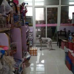 Smile宠物生活馆:西安市雁塔区