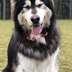 诺威小院?宠物寄养(滦镇店):西安市长安区