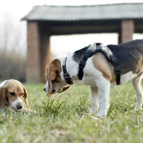 它说动物生活馆:西安市长安区