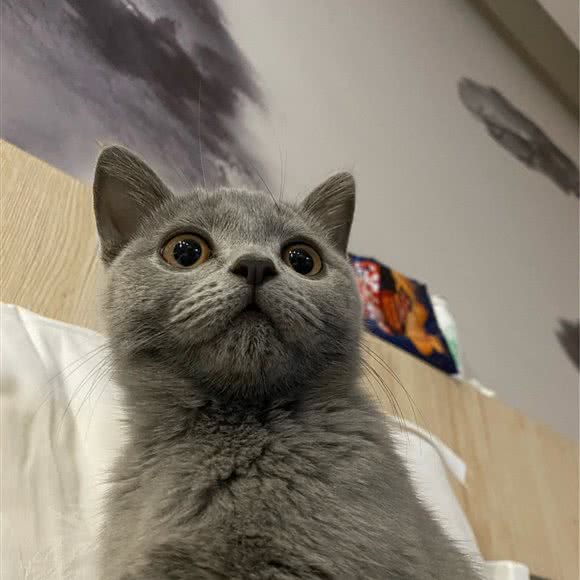 同月半宠物医院:西安市高陵区