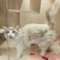 遇它们宠物店:西安市周至县