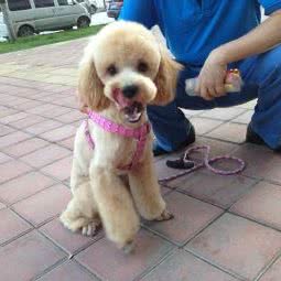 关爱小动物收容救助中心:铜川市耀州区