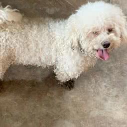 爱尚宠物狗:宝鸡市凤翔区