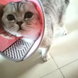 贝安诺宠物医院(蔡家坡店):宝鸡市岐山县