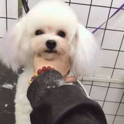 旺旺宠物spa会馆:沈阳市铁西区财富广场附近