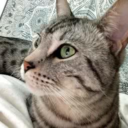 博康动物住院部:沈阳市铁西区财富广场附近