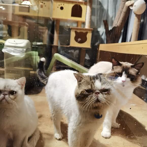 宠管家(宠物店):榆林市神木市