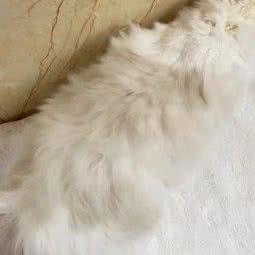 心宠宠物:安康市汉滨区