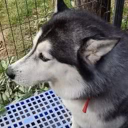 派特宠物寄养庄园:兰州市城关区