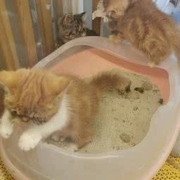 卡哇伊宠物店:兰州市城关区