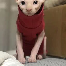 都来咪发猫屋:沈阳市铁西区张士开发区附近