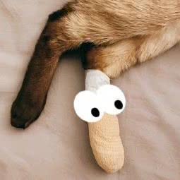 李先森宠物店:北京城区朝阳区孙河附近