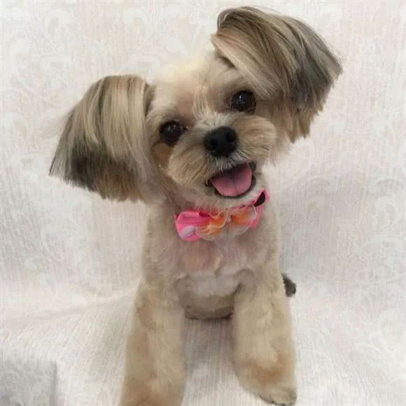 宠物狗联盟生活馆:白银市白银区