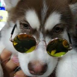 萌宠屋:白银市景泰县