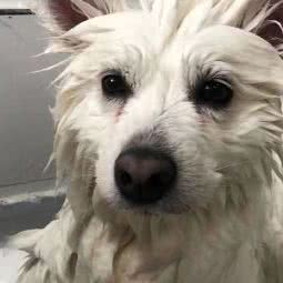 抱抱萌宠馆:沈阳市铁西区兴华公园附近