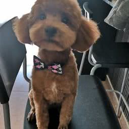 宠约宠物(康营店):北京城区朝阳区孙河附近