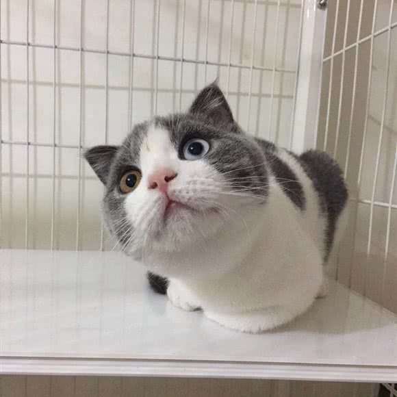 唐唐の宠物店:沈阳市苏家屯区苏家屯客运站附近