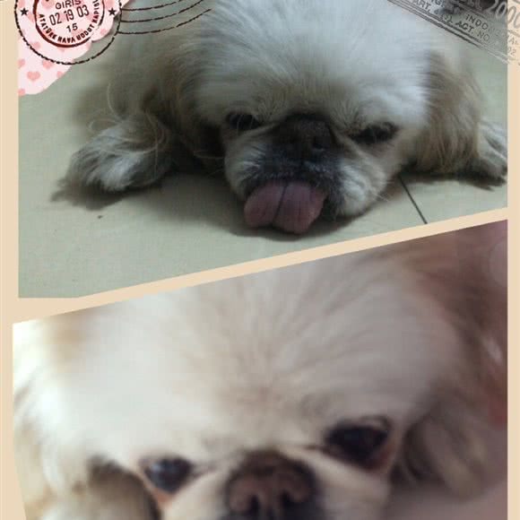 爱德康宠物医院:酒泉市肃州区