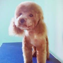 萌宠生活馆:酒泉市敦煌市