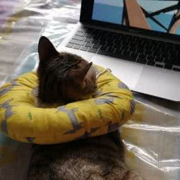 礼伟动物医院:庆阳市西峰区