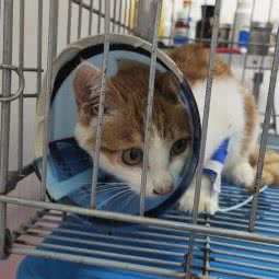 妮可动物医院:沈阳市苏家屯区苏家屯客运站附近