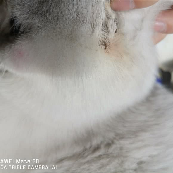 西康动物诊疗美容服务:西宁市城北区