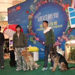 沈阳老兵宠物训练训犬寄养中心:沈阳市浑南区浑南新区附近