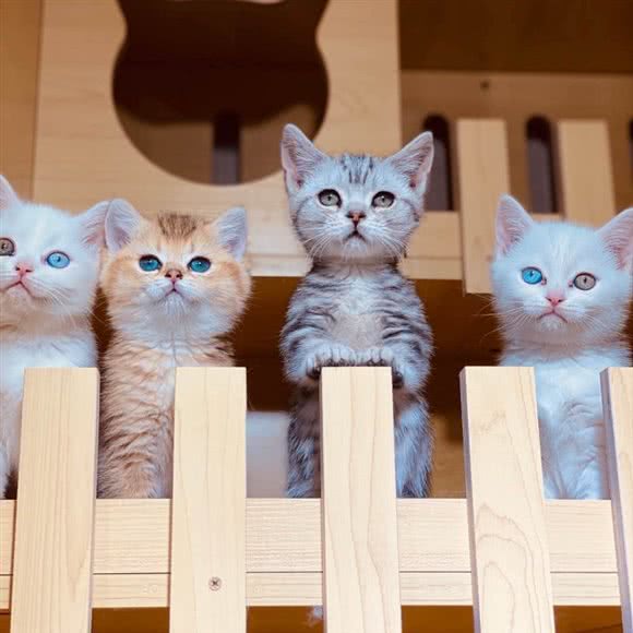 喵唔宠物便利店:乌鲁木齐市沙依巴克区