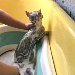 豆丁宠物故事:乌鲁木齐市沙依巴克区