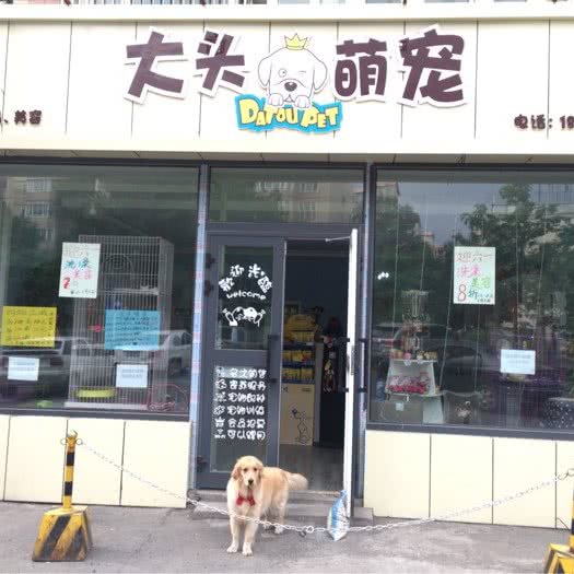 大头萌宠:乌鲁木齐市沙依巴克区