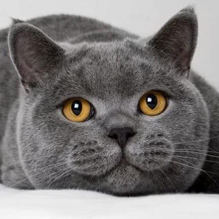 喵屋宠物店:沈阳市浑南区浑南新区附近