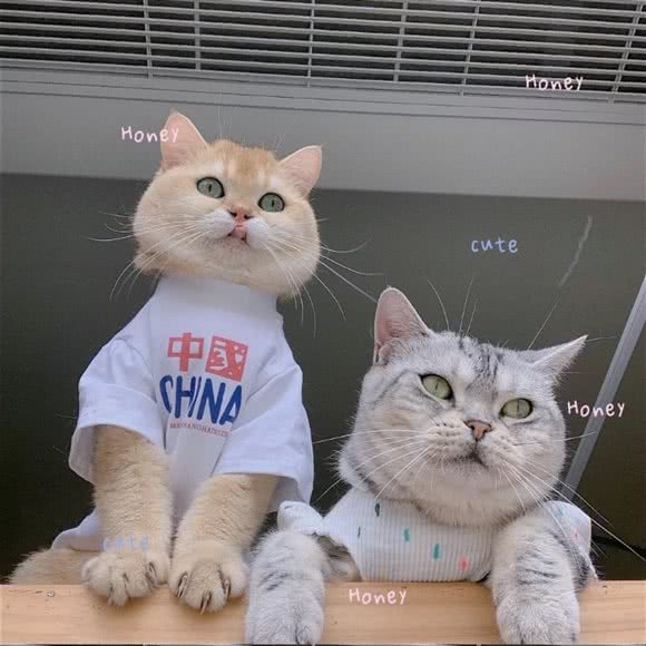 逗猫弄狗:乌鲁木齐市新市区