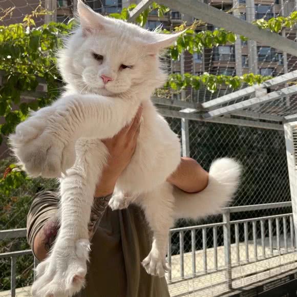 杜老猫猫腻馆:乌鲁木齐市新市区