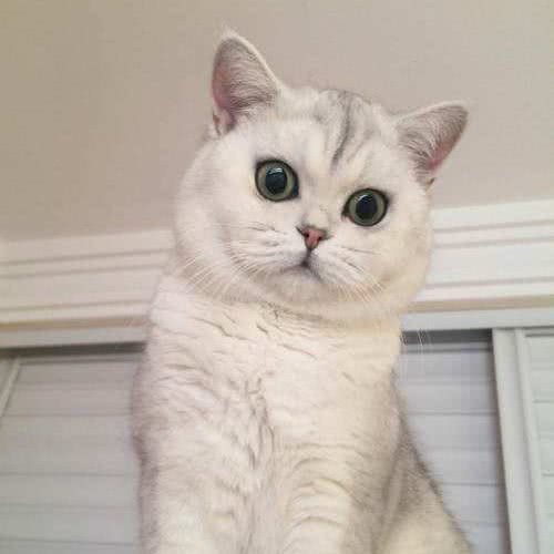 名猫名犬繁殖基地:乌鲁木齐市米东区