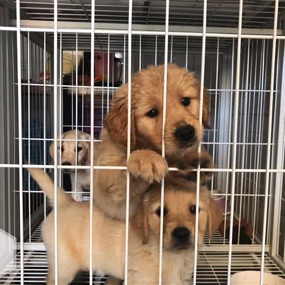 克拉玛依区懿睿宠物生活馆:克拉玛依市克拉玛依区