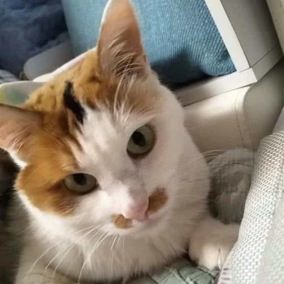 汪小喵の宠物店(浑南店):沈阳市浑南区浑南新区附近