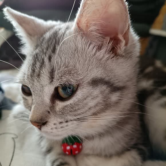 美康美宠物诊所(大油泡店):克拉玛依市克拉玛依区