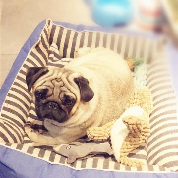 哈密阿猫阿狗宠物乐园:哈密市伊州区