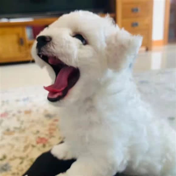 萌宠之家:沈阳市浑南区浑南新区附近