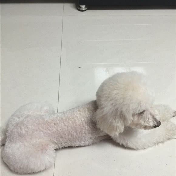 小宠当家宠物生活馆:巴音郭楞蒙古自治州库尔勒市